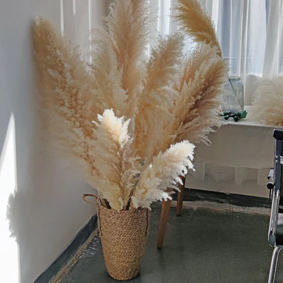 Real Natural Dried Flower Pampas Grass for Home Decor 009